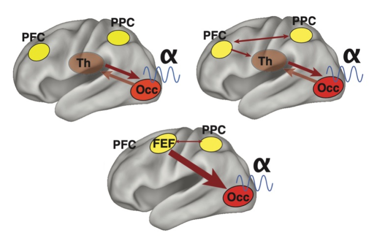 Diagram of alpha oscillations and attention, modified from Lenartowicz et al., 2018